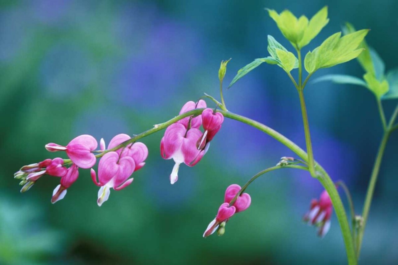 Pennsylvania Bleeding heart flowers in garden by Nancy Rotenberg - Item # VARPDXUS39BJY0040